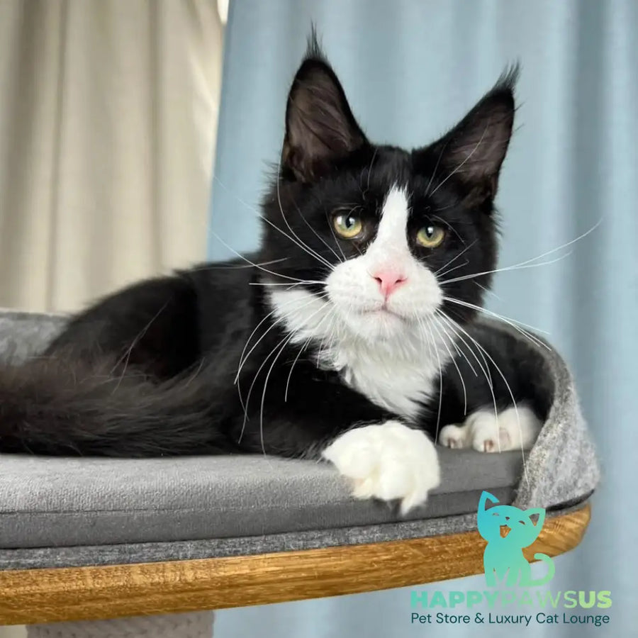 Olaf Maine Coon male black bicolour - live animals