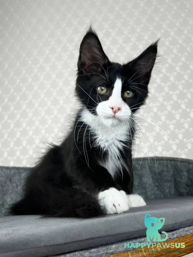 Olaf Maine Coon male black bicolour - live animals