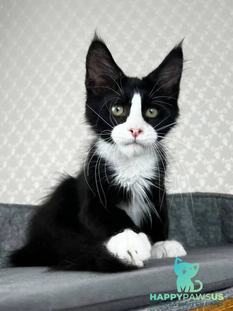 Olaf Maine Coon male black bicolour - live animals