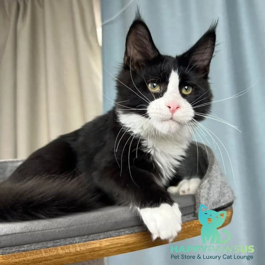 Olaf Maine Coon male black bicolour - live animals