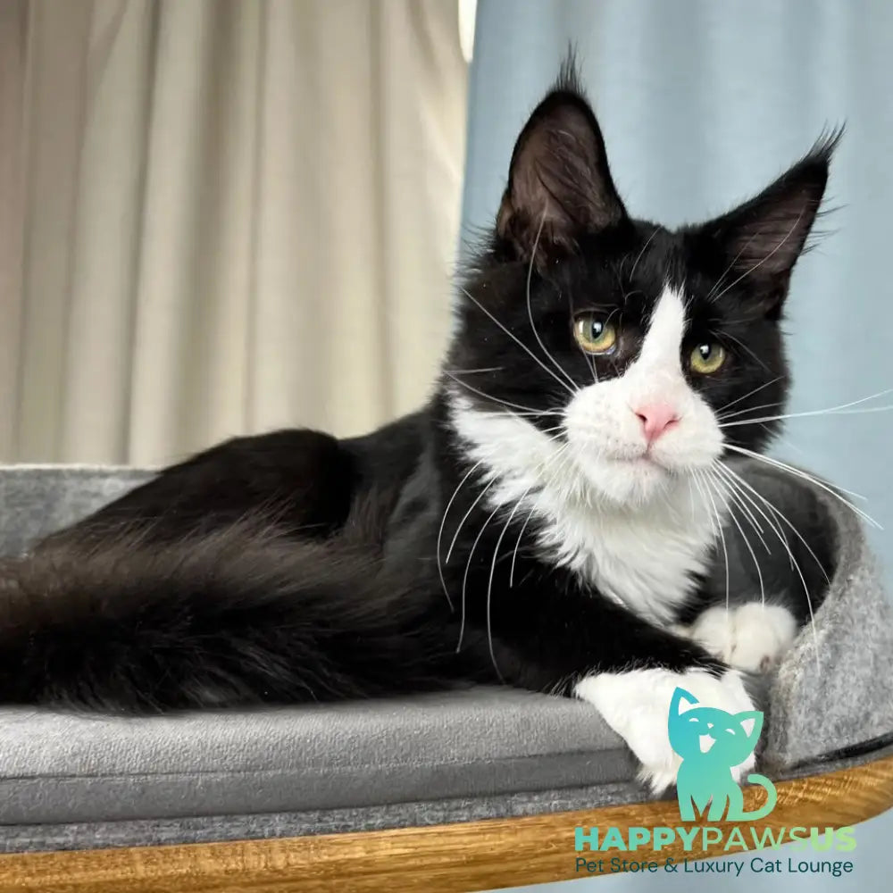 Olaf Maine Coon male black bicolour - live animals