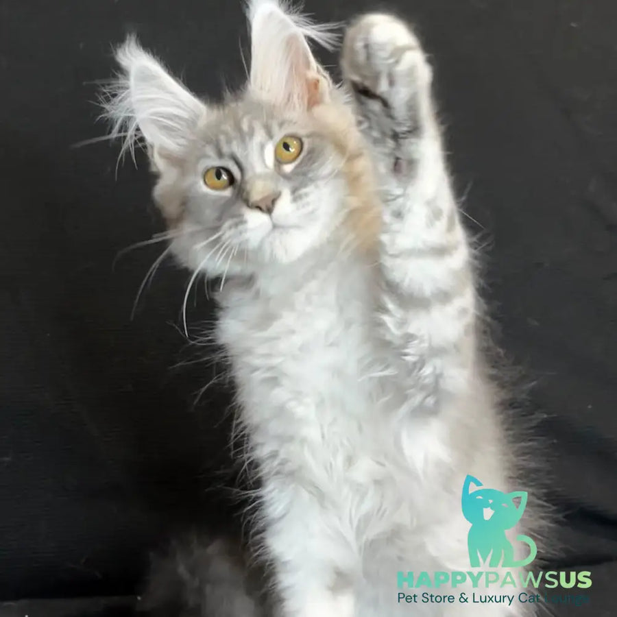 Olaf Maine Coon male black silver spotted tabby - live animals