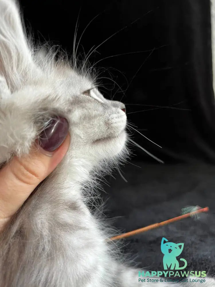Olaf Maine Coon male black silver spotted tabby - live animals