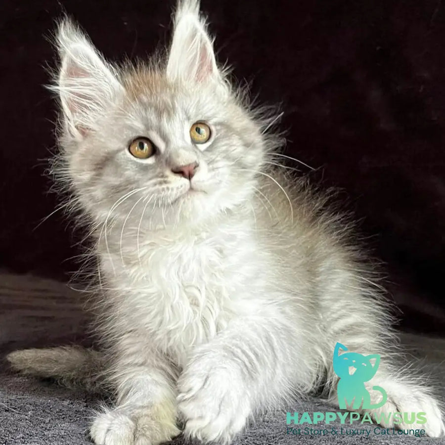Olaf Maine Coon male black silver spotted tabby - live animals