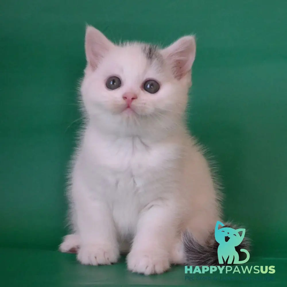 Olaf Scottish Straight male black silver tabby van - live animals