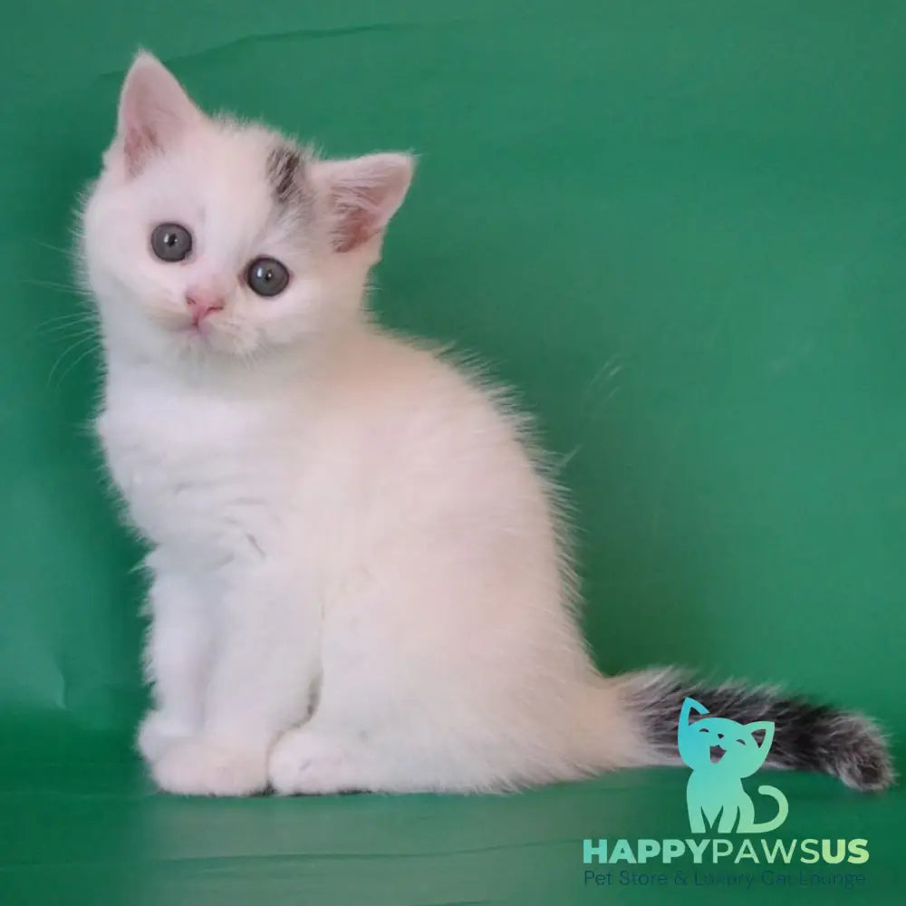 Olaf Scottish Straight male black silver tabby van - live animals