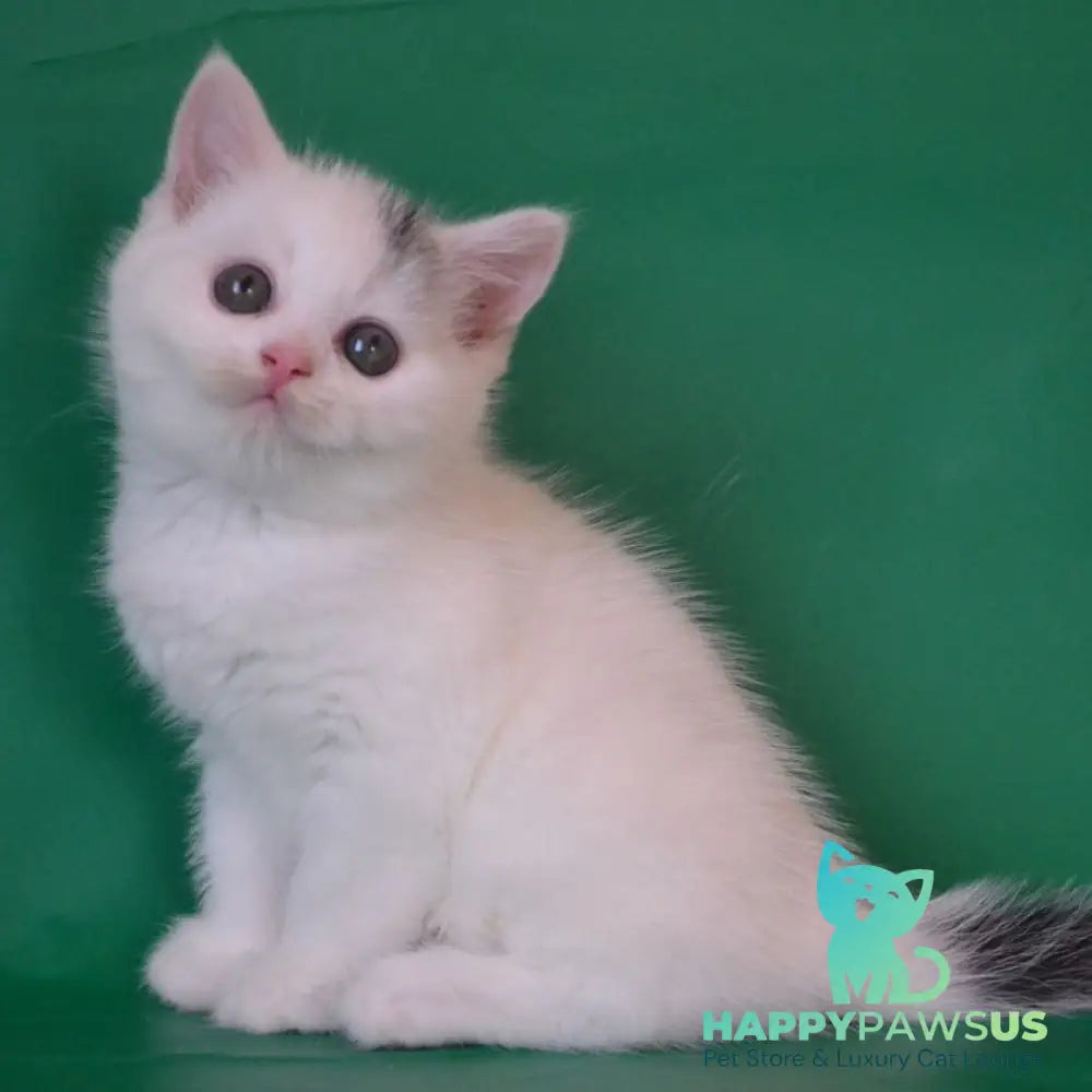 Olaf Scottish Straight male black silver tabby van - live animals