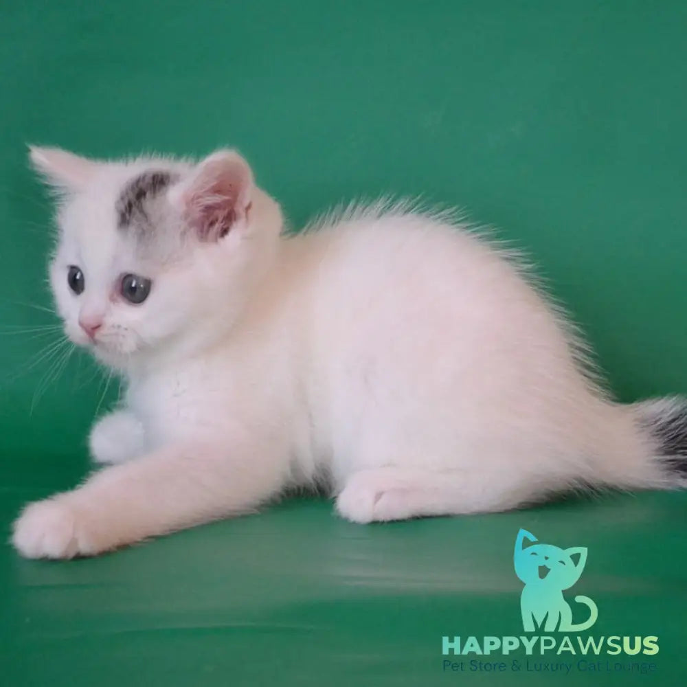 Olaf Scottish Straight male black silver tabby van - live animals