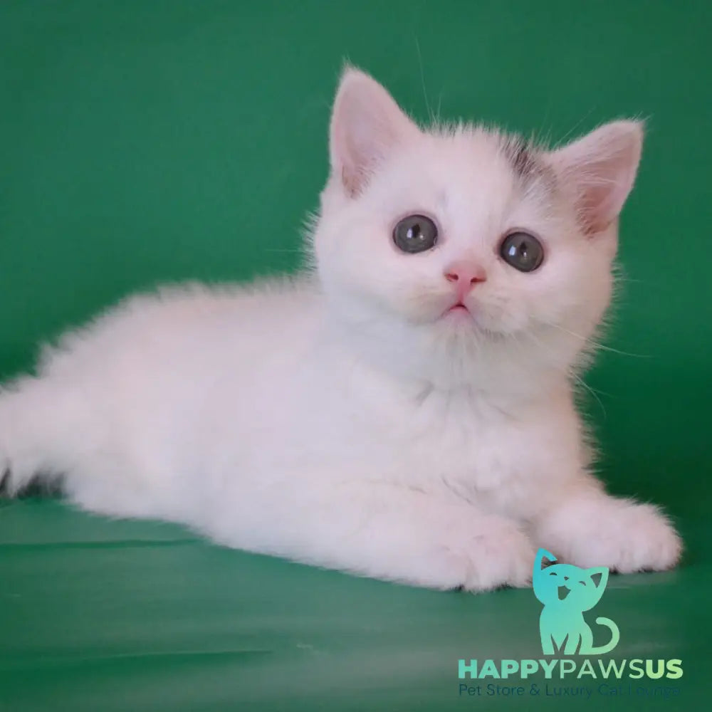 Olaf Scottish Straight male black silver tabby van - live animals