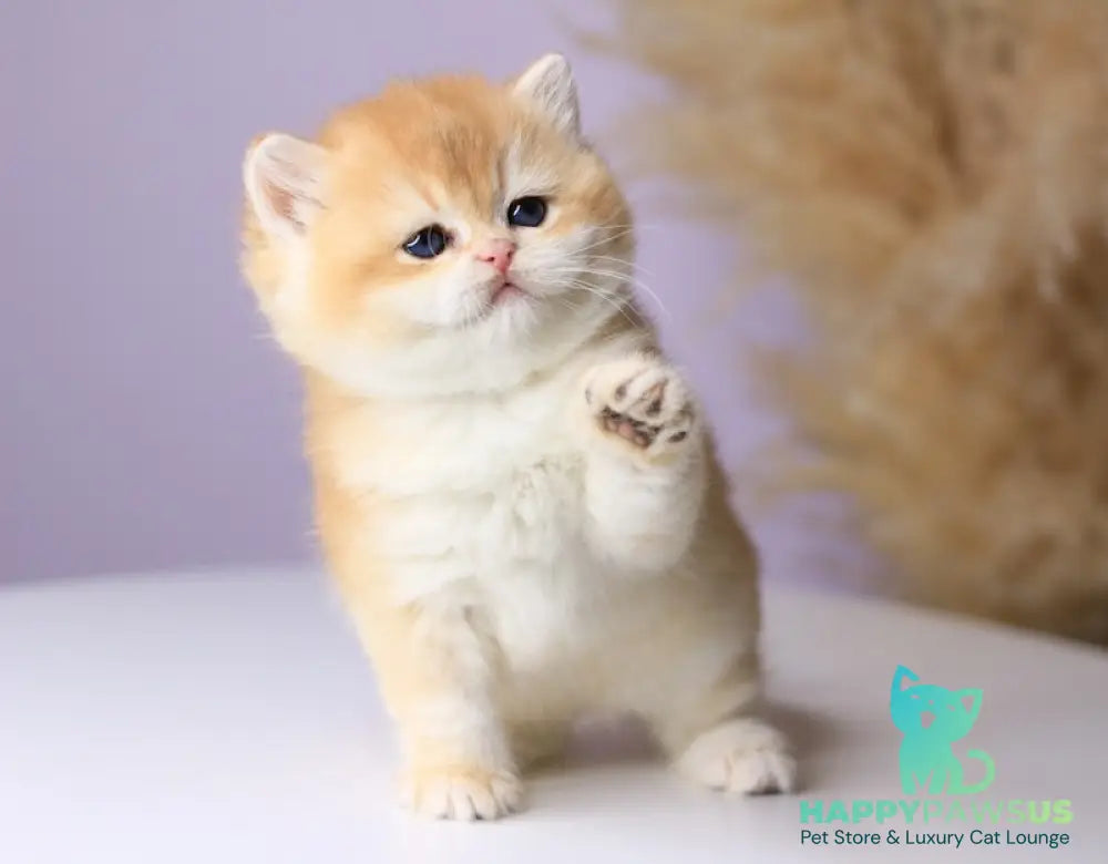 Olala British Shorthair female black golden chinchilla - live animals