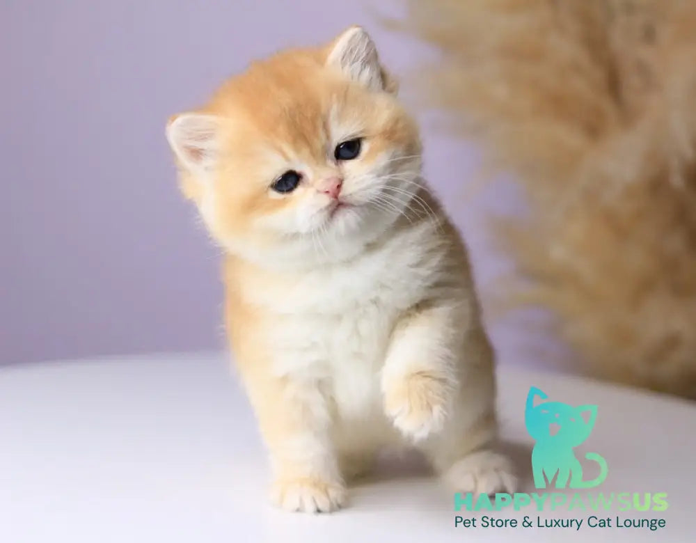 Olala British Shorthair female black golden chinchilla - live animals