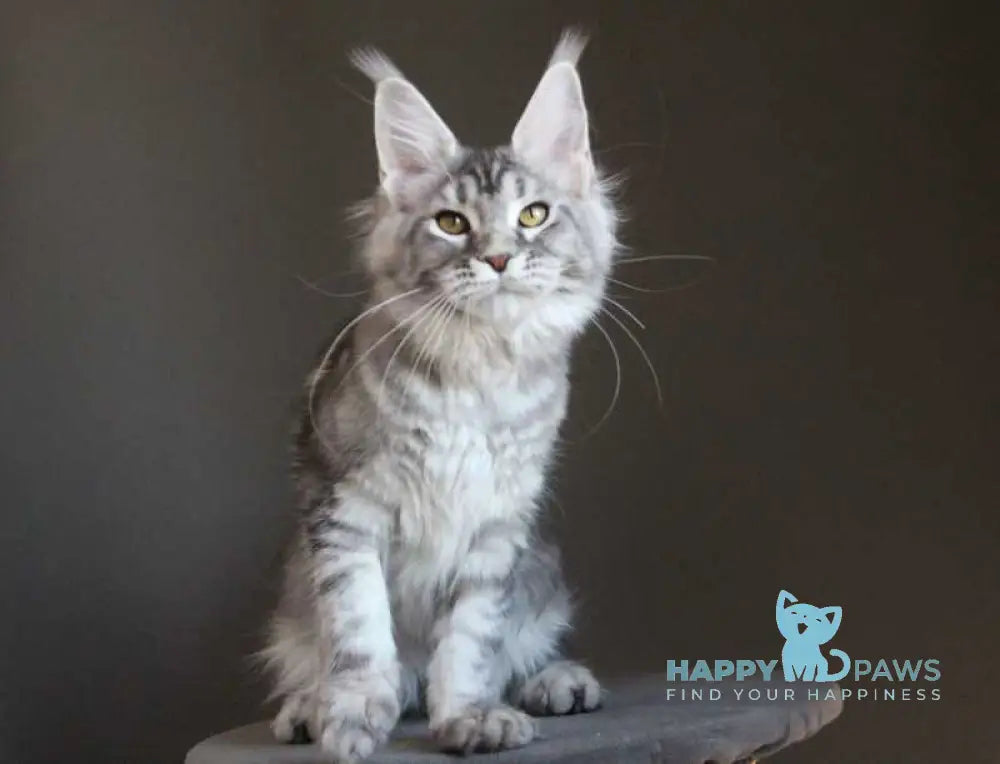 Olala Maine Coon female black silver tabby - live animals