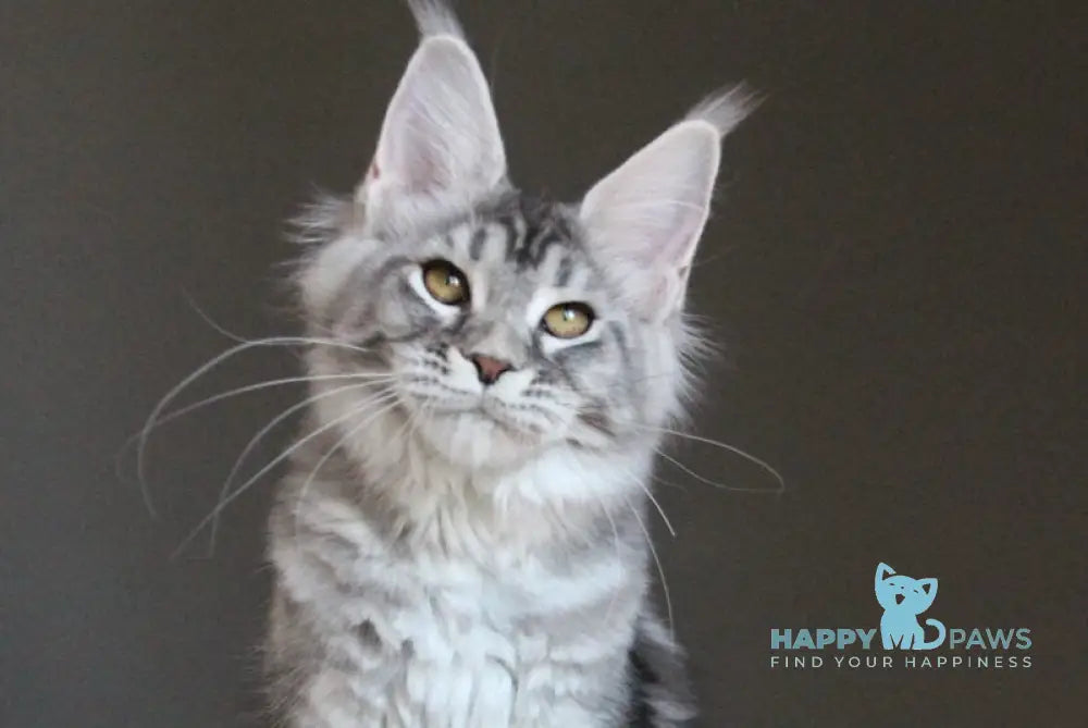 Olala Maine Coon female black silver tabby - live animals