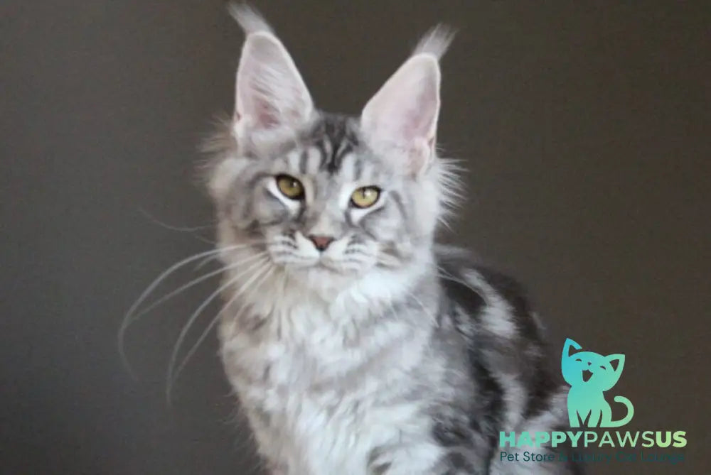 Olala Maine Coon female black silver tabby - live animals