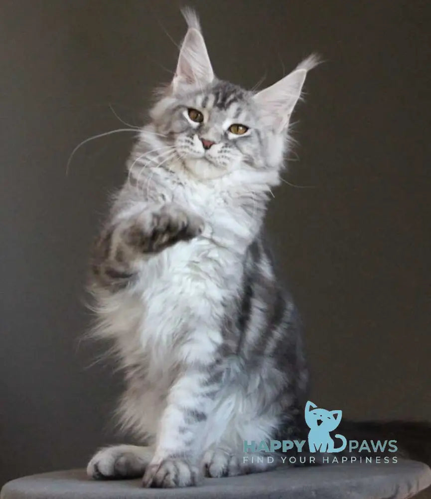 Olala Maine Coon female black silver tabby - live animals