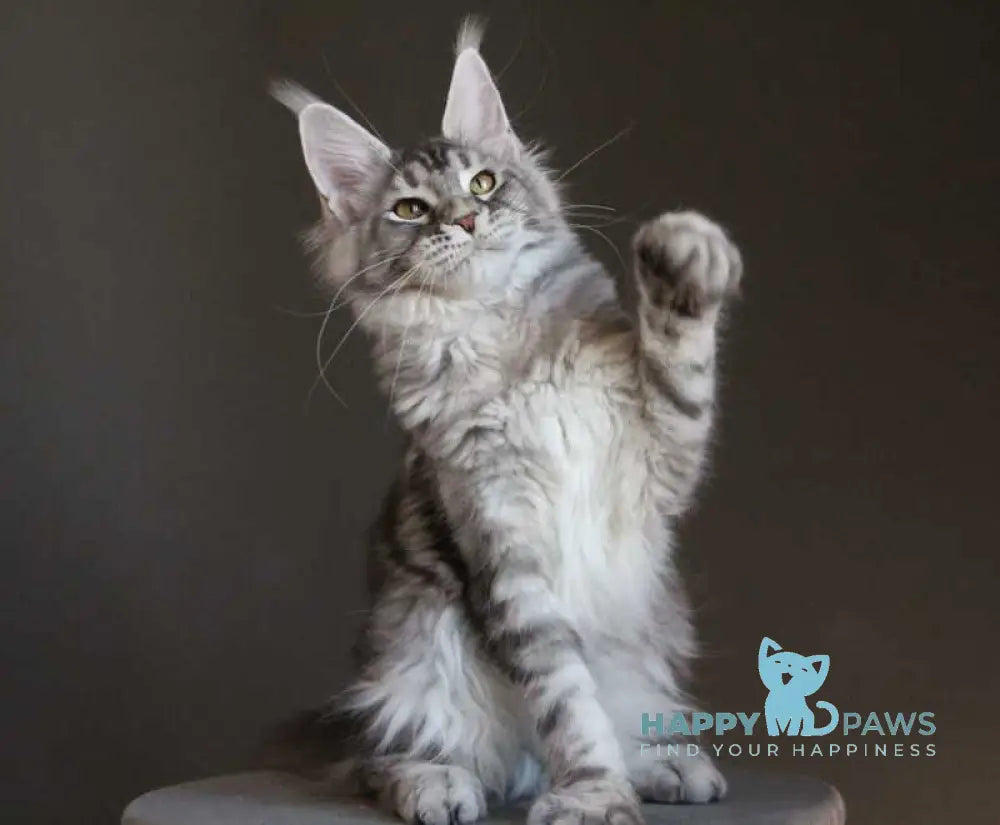 Olala Maine Coon female black silver tabby - live animals
