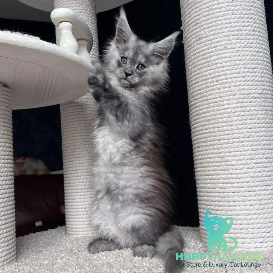 Оlea Maine Coon female black silver - live animals
