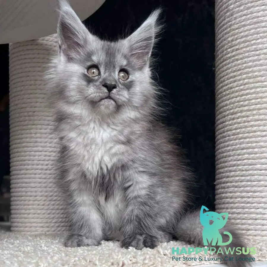 Оlea Maine Coon female black silver - live animals
