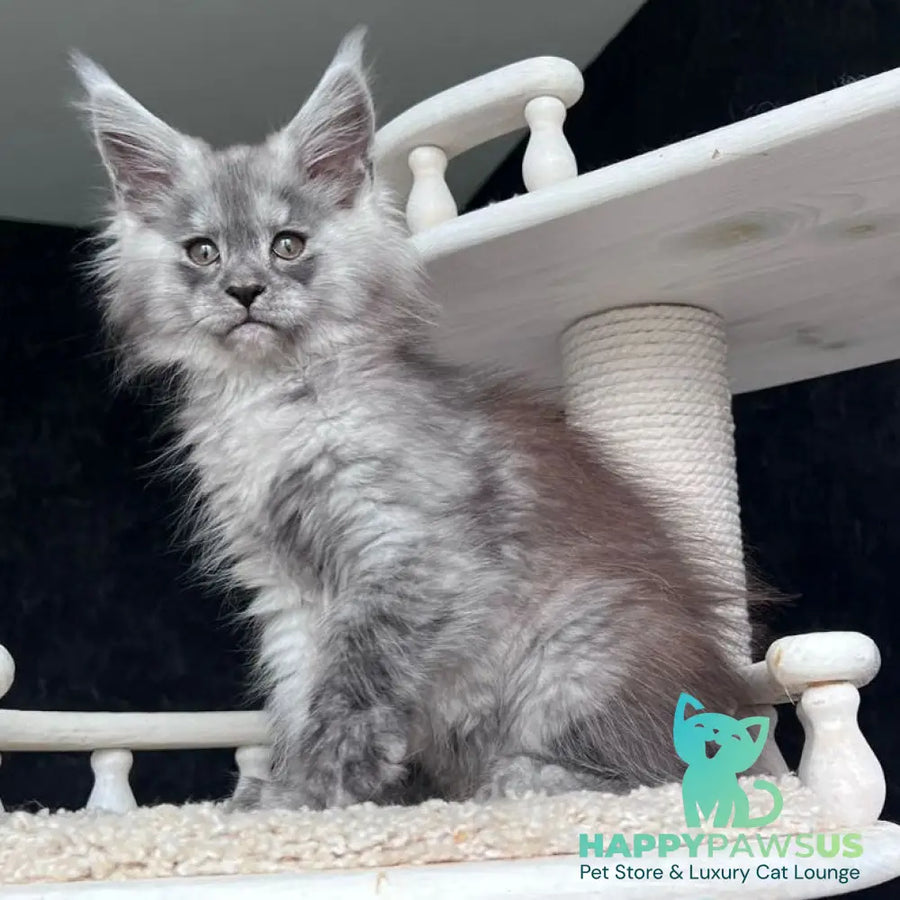 Оlea Maine Coon female black silver - live animals