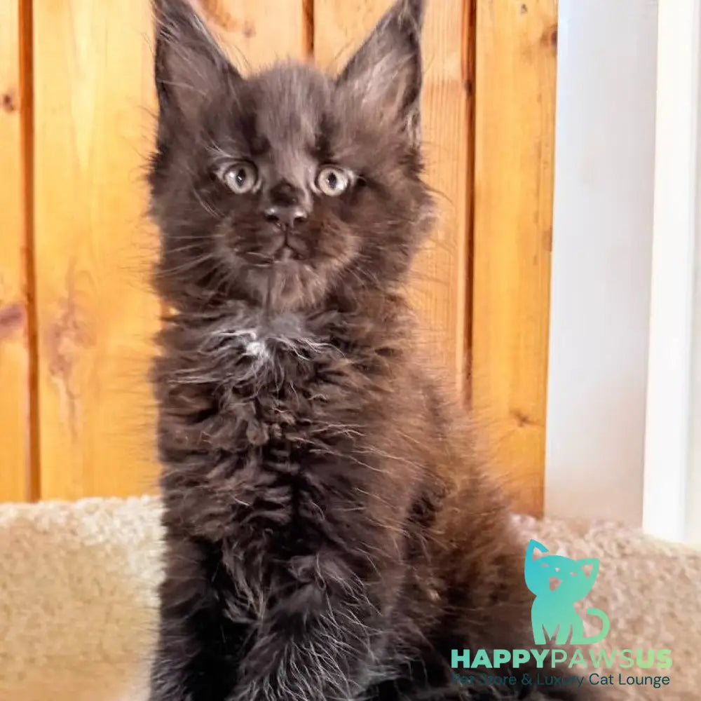 Olenna Maine Coon female black with white - live animals