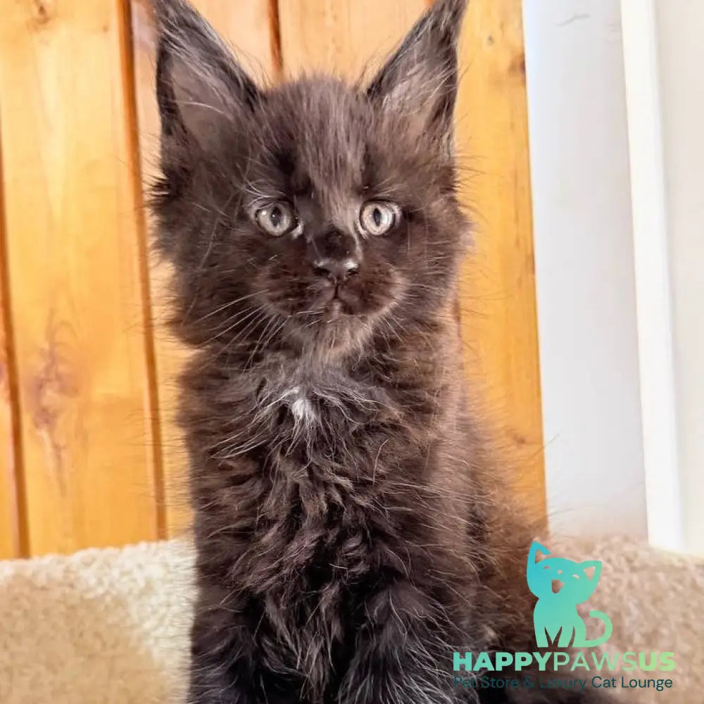 Olenna Maine Coon female black with white - live animals