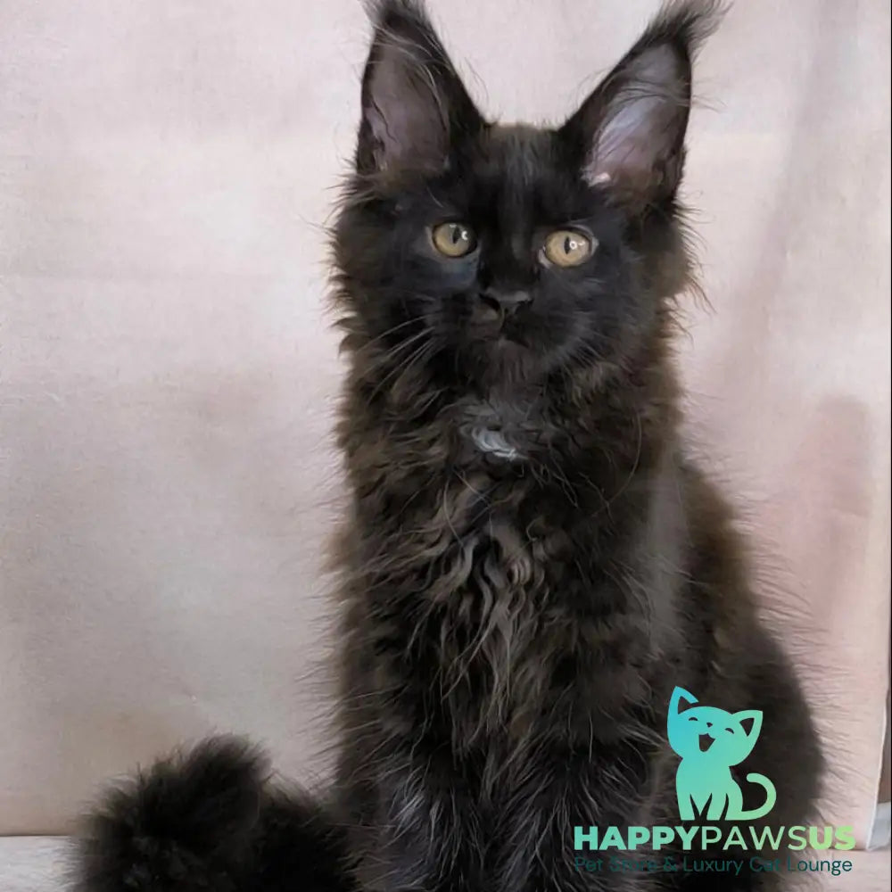 Olenna Maine Coon female black with white - live animals