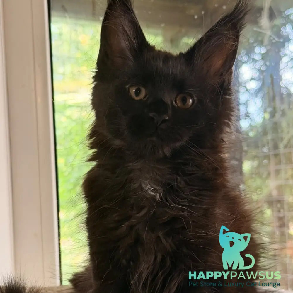 Olenna Maine Coon female black with white - live animals