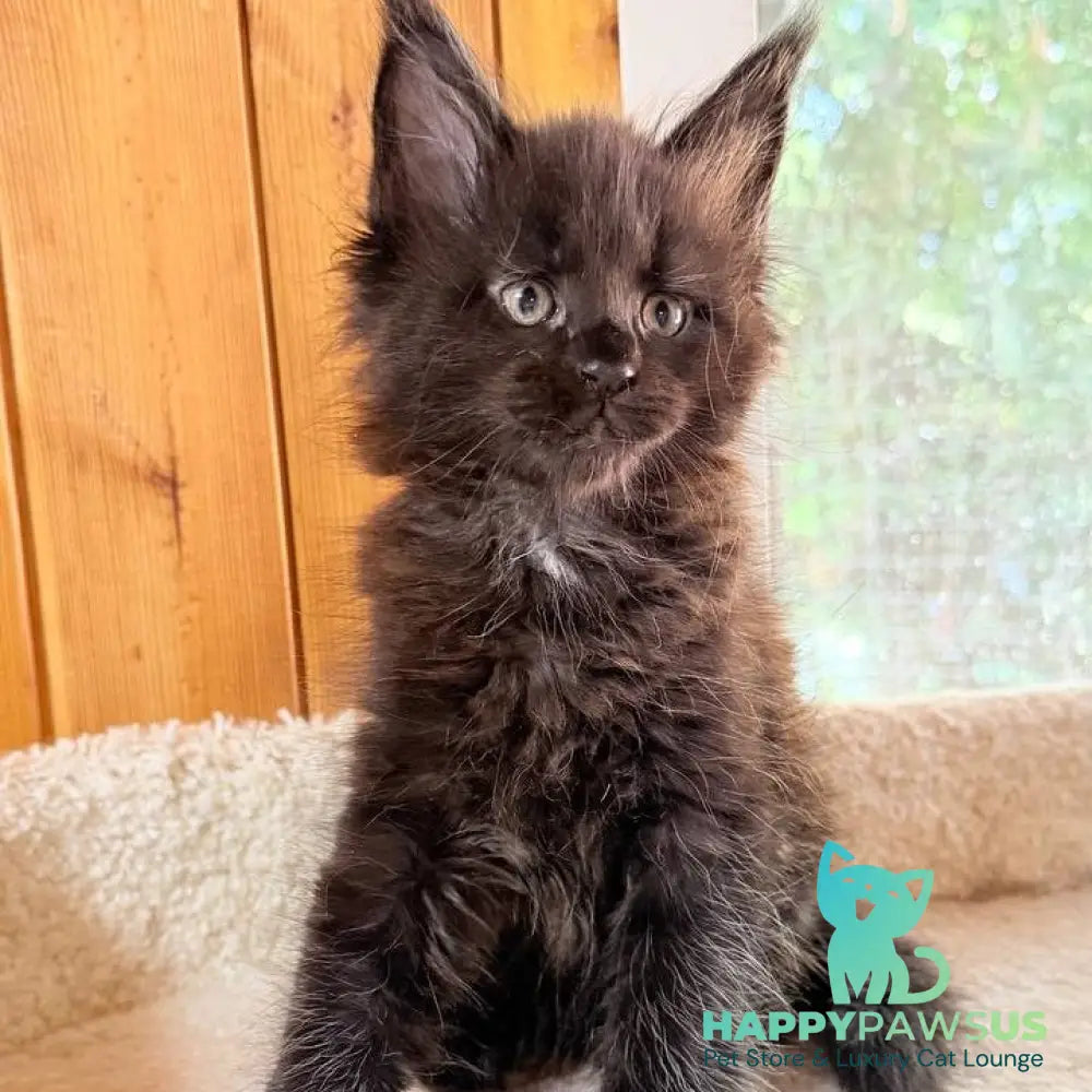 Olenna Maine Coon female black with white - live animals