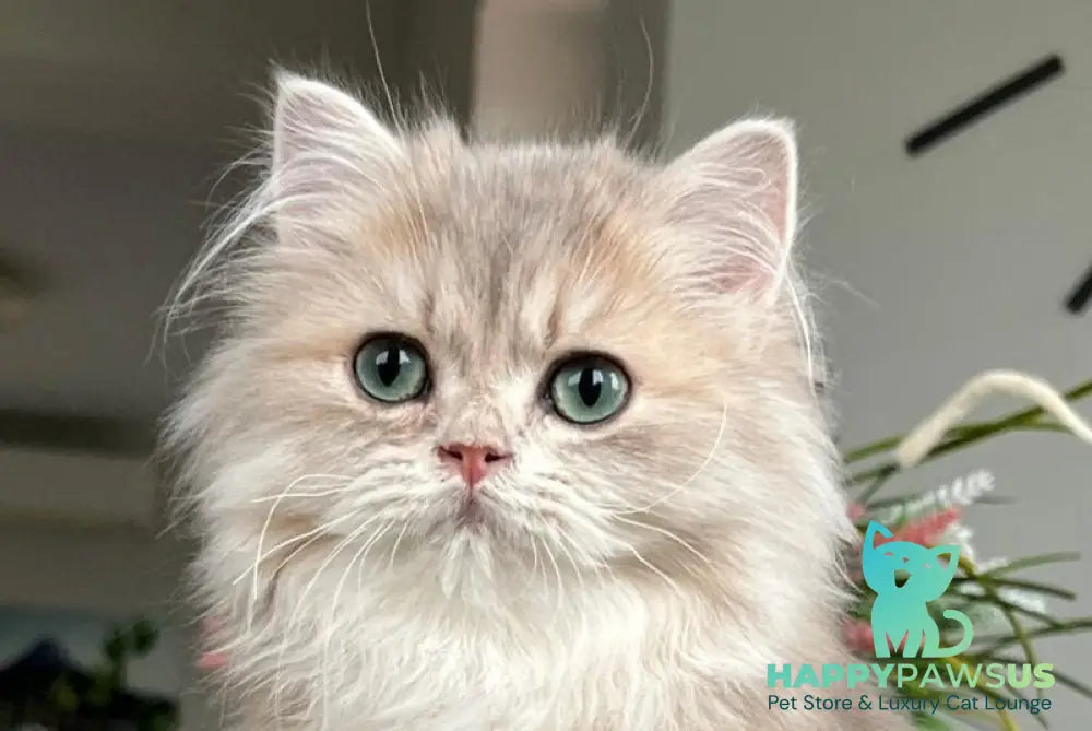Olex British Longhair male blue golden shaded live animals