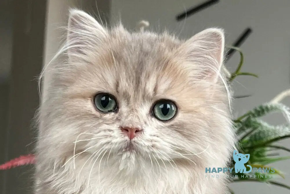 Olex British Longhair male blue golden shaded live animals