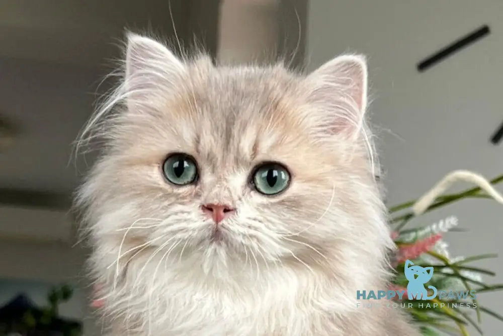 Olex British Longhair male blue golden shaded live animals