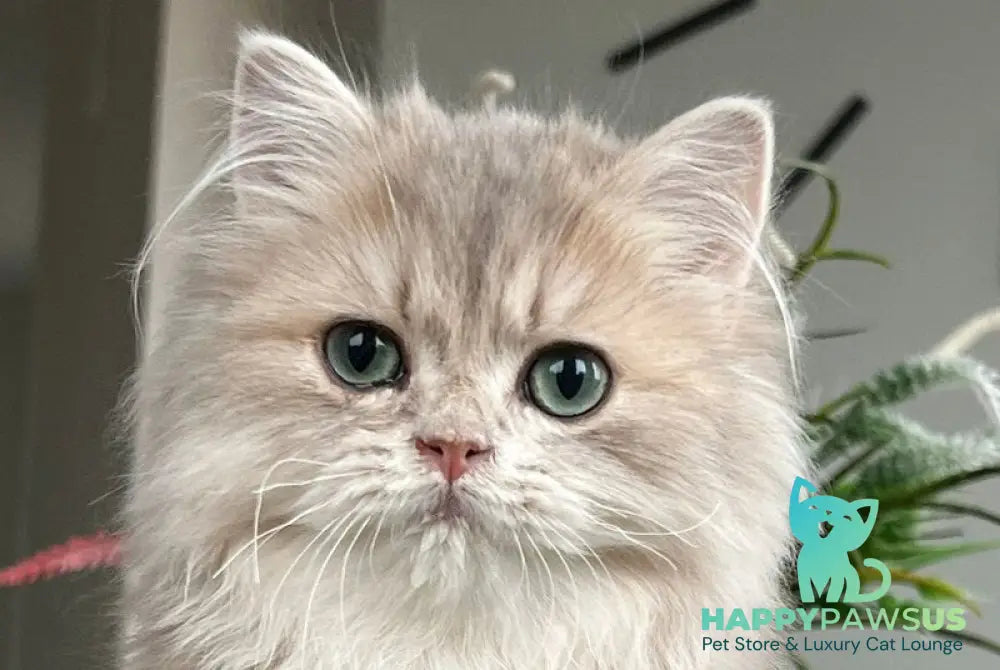Olex British Longhair male blue golden shaded live animals