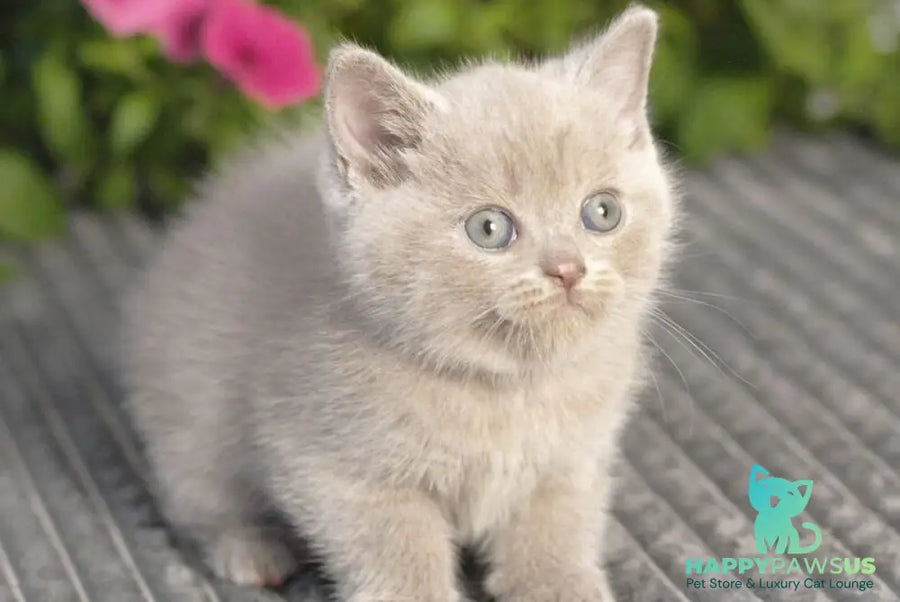 Olex British Shorthair male lilac - live animals
