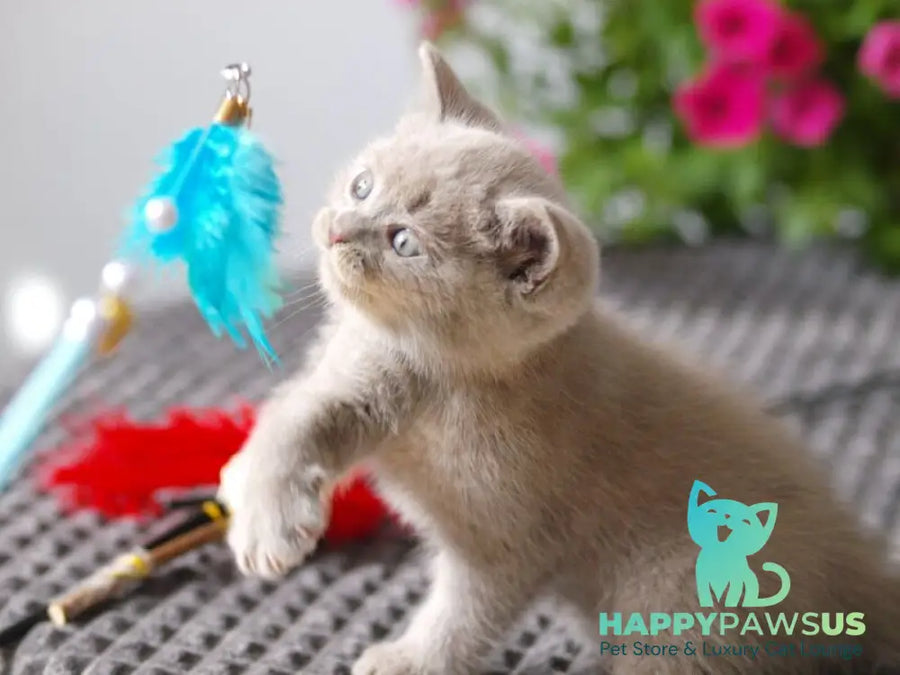 Olex British Shorthair male lilac - live animals