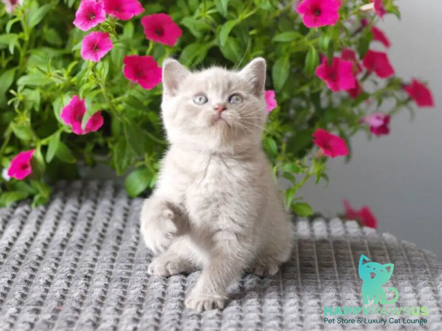 Olex British Shorthair male lilac - live animals