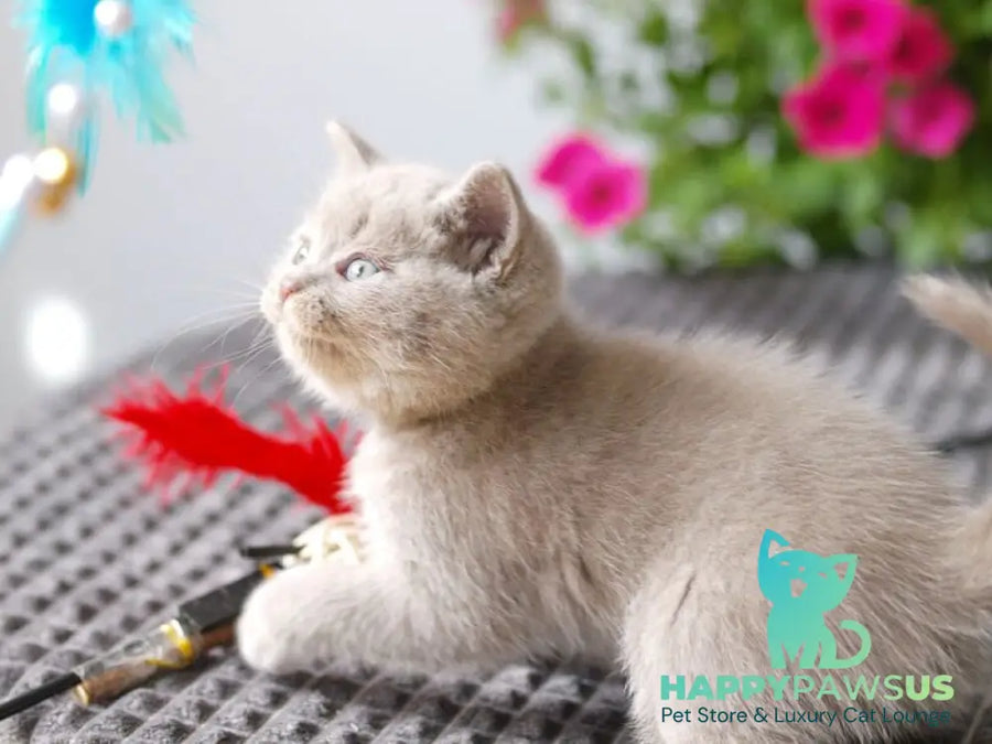 Olex British Shorthair male lilac - live animals