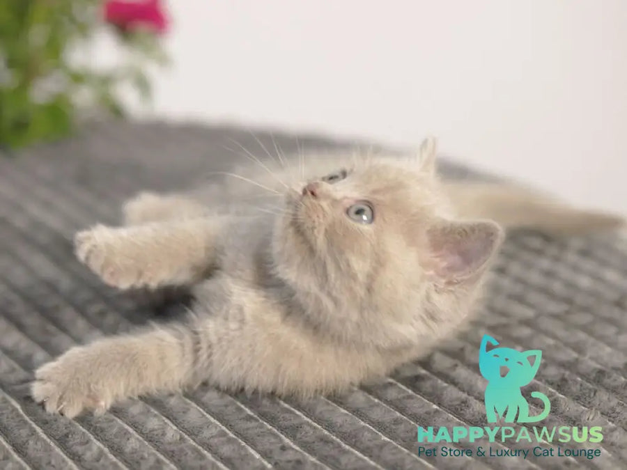 Olex British Shorthair male lilac - live animals