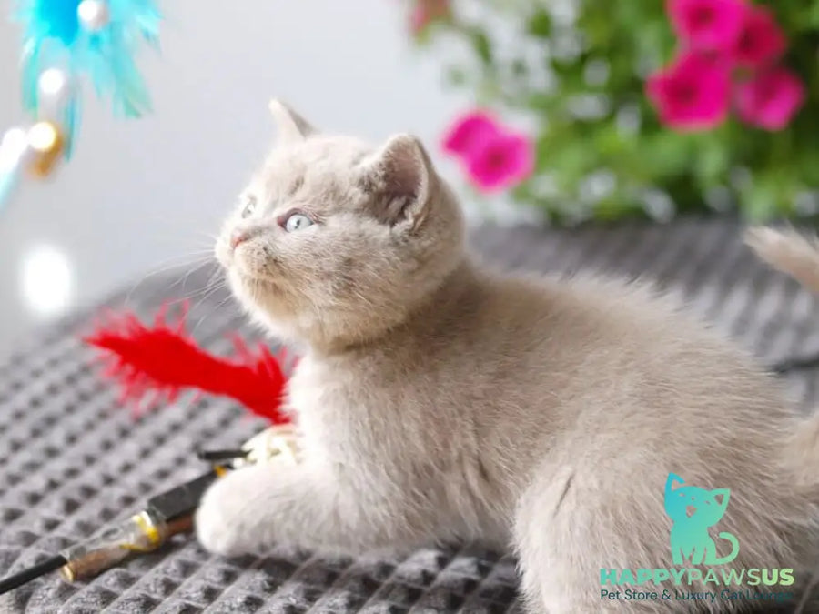 Olex British Shorthair male lilac - live animals
