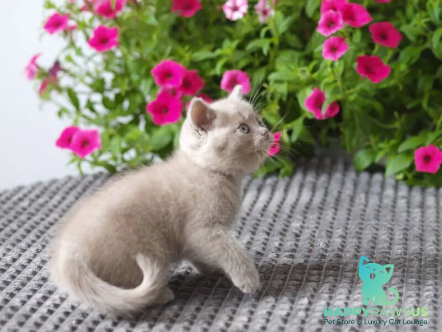 Olex British Shorthair male lilac - live animals