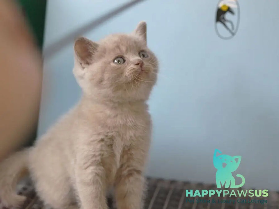 Olex British Shorthair male lilac - live animals