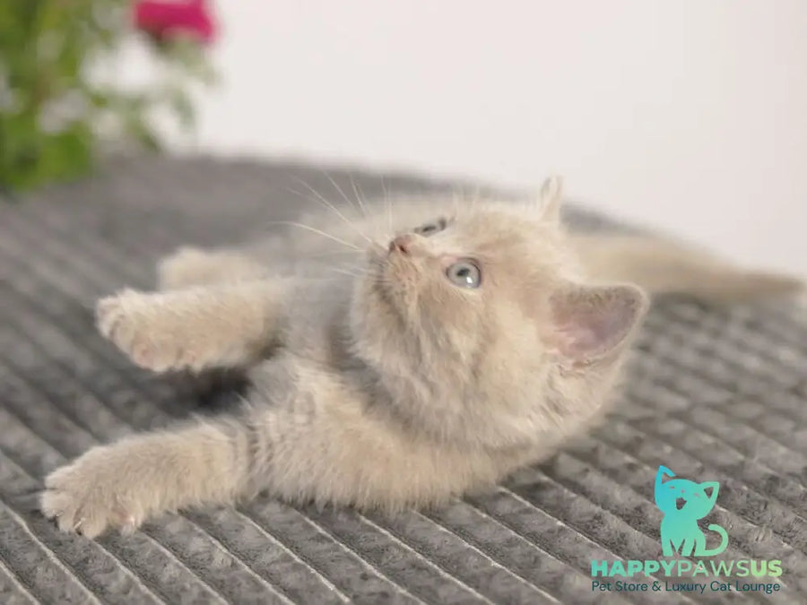 Olex British Shorthair male lilac - live animals