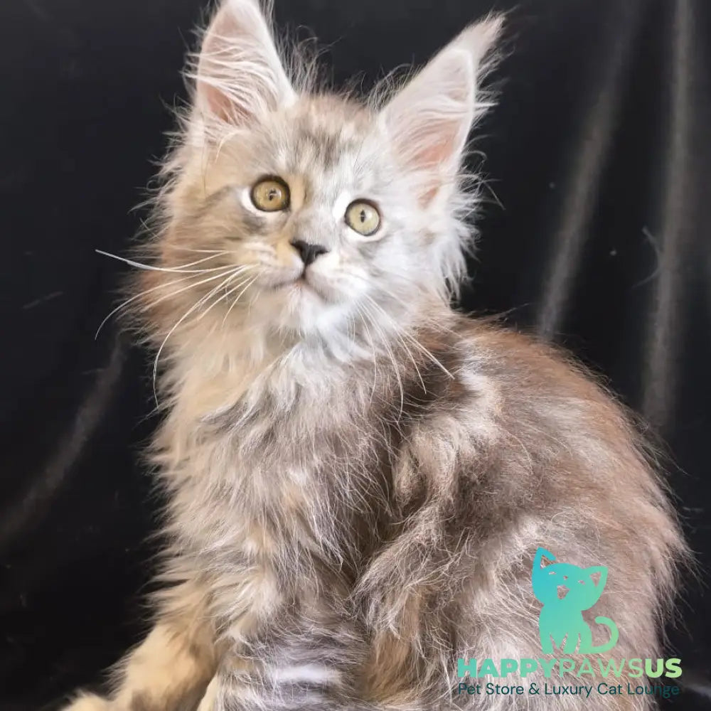 Olga Maine Coon polydactyl 6x6x6x6 female black silver tabby - live animals