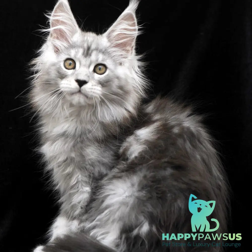 Olga Maine Coon polydactyl 6x6x6x6 female black silver tabby - live animals
