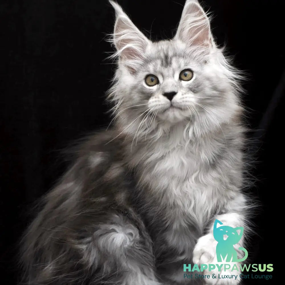 Olga Maine Coon polydactyl 6x6x6x6 female black silver tabby - live animals
