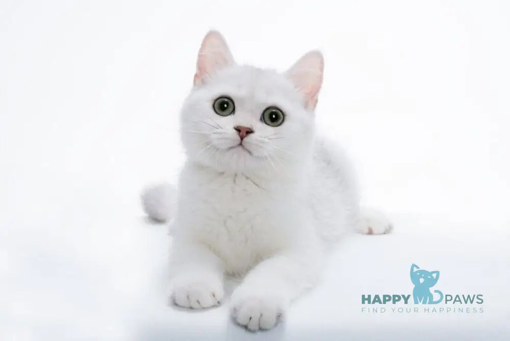 Olif British Shorthair male black silver shaded live animals