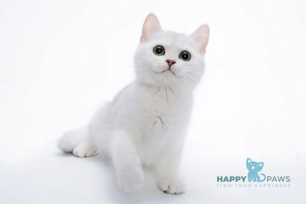 Olif British Shorthair male black silver shaded live animals