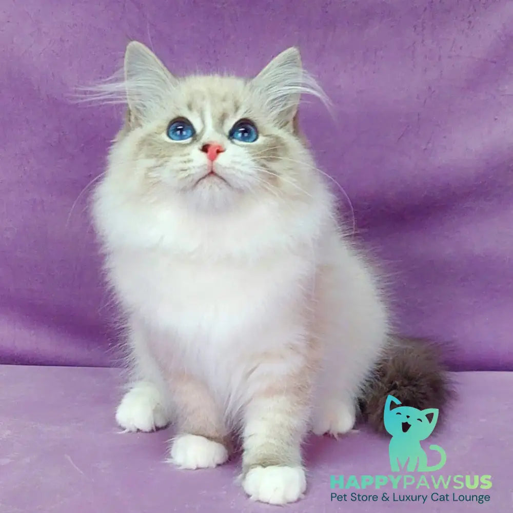 Oligarch Siberian male blue bicolour tabby pointed - live animals