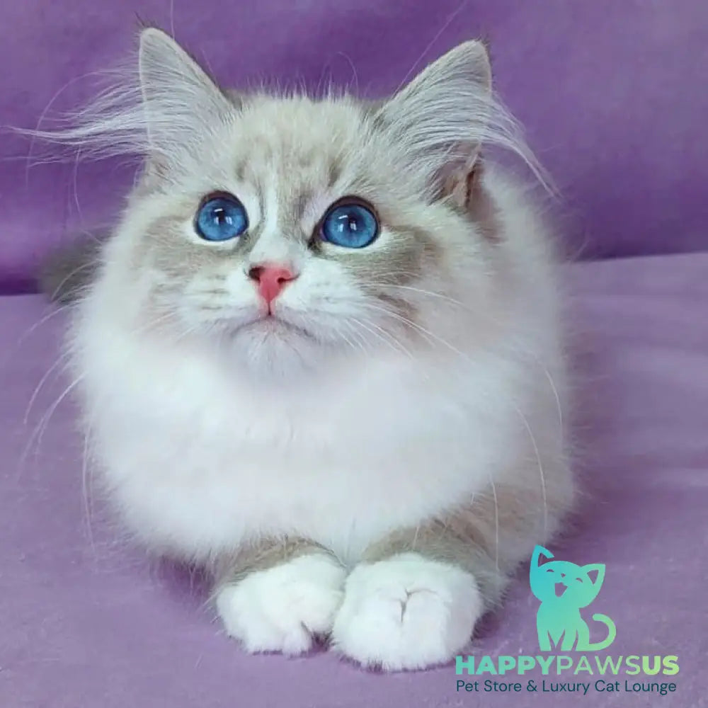 Oligarch Siberian male blue bicolour tabby pointed - live animals
