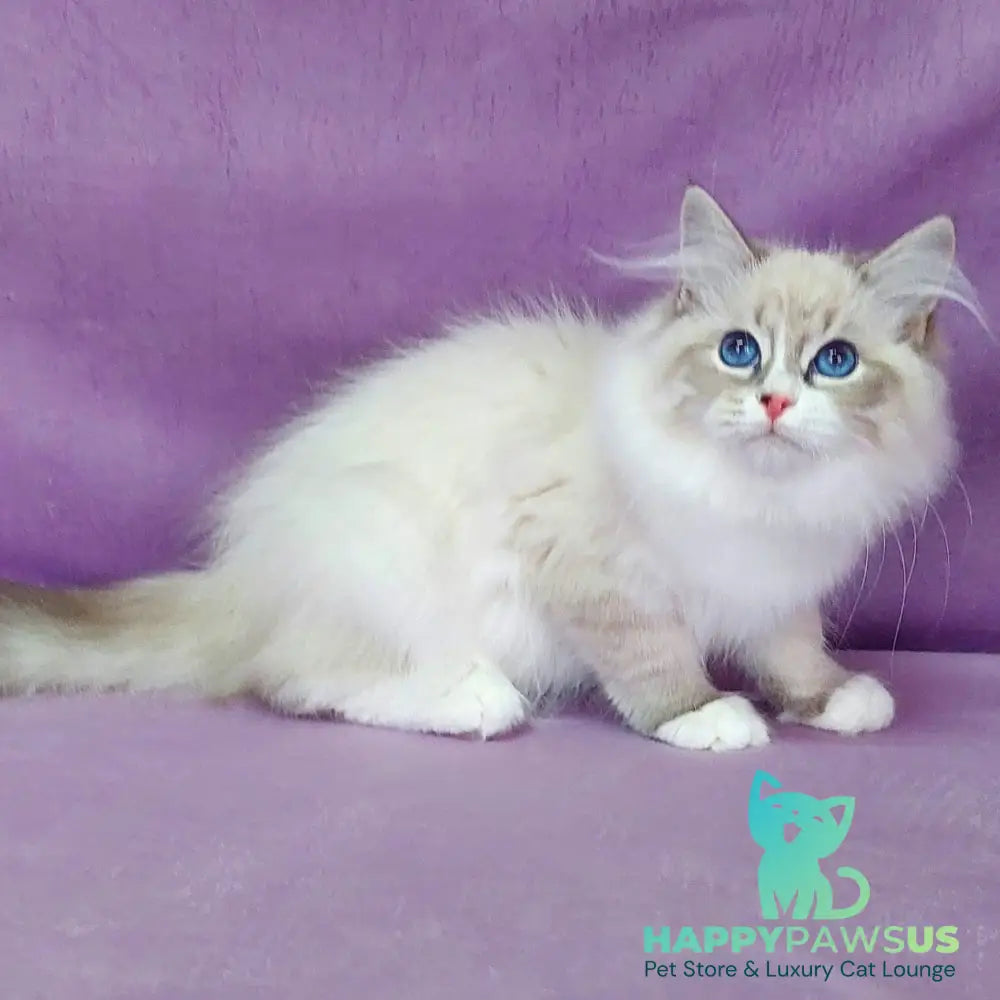 Oligarch Siberian male blue bicolour tabby pointed - live animals