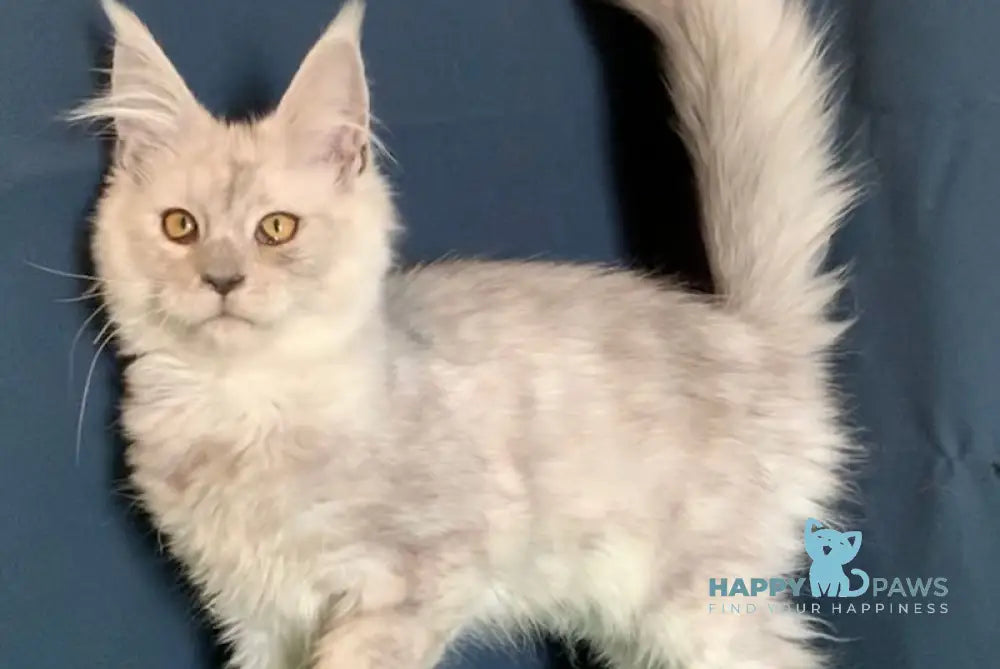 Olimp Maine Coon male black smoke live animals